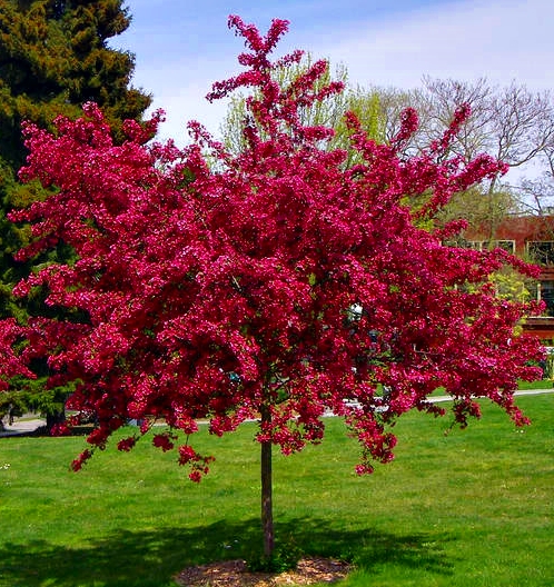 glog pauls scarlet - ozdobne drzewo o miododajnych kwiatach